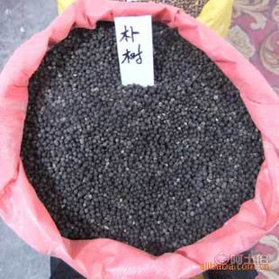 廠家直銷優(yōu)質(zhì)林木種子 紅豆杉、國槐、紅楓、重陽木等，保質(zhì)保量